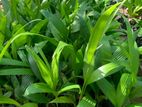 රට පුවක් පැළ