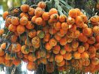 රට පුවක් පැළ