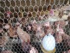 Red Farm Egg Hens