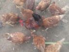 රතු කිකිළියන්