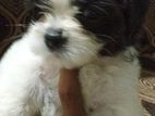 Shit Zu Puppy