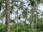 Rubber Cultivated Land for Sale in Sidurangala