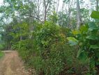 Rubber Cultivation Land for Sale In Ranthotuwila