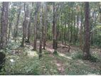 Rubber Land 4.5 Acre in Thelijjavila Matara