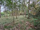 Rubber Land For Sale - Thummodara