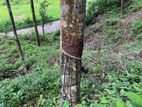 Rubber Land for Sale - Gonagala