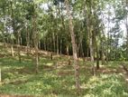 Rubber Land For Sale - Horana