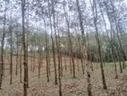 Rubber Land for Sale in Hadapahangoda