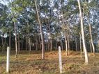 Rubber Land for Sale in Hadapangoda