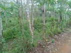 Rubber Land for Sale in Matugama - Kalutara