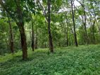 Rubber land for sale near Rabukkana town..