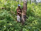 Rubber Land with 2 Bedroom House for Sale Rathnapura