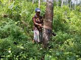 Rubber Land with 2 Bedroom House for Sale Rathnapura