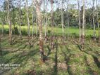 Rubber Plantation Land for Sale in Homagama