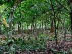 Land for Sale - Badalkumbura
