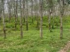 Ruber Land For Sale Kaburupitiya (10017sm)