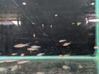 Rummy Nose Tetra