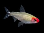 Rummy Nose Tetra