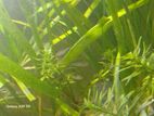 Rummy nose tetras for sale , 4 pairs ( 8 in total)