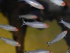 Rummynose Tetra