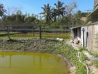 Running Fish Farm Land for Sale in Millaniya, Horana