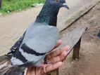 Pigeons