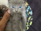 Russian Blue Cat Breed