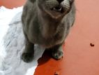 Russian Blue Female for A Kind Home