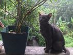 Russian Blue Perisan Cat