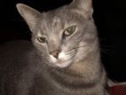 Russian Blue Cat