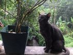 Russian Blue Cat
