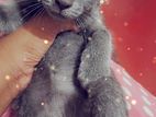 Russian blue kitten