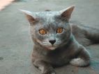 Russian Breed Cat