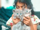Russian Breed Kittens