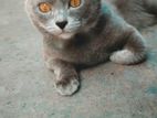Russian Cat