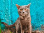 Russian Cat