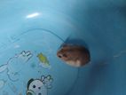 Russian Dwarf Hamster