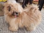 Russian Shihtzu Puppy