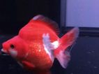 Ryukin Goldfish