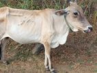 Farm Cow