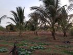 (S341) 20 Acres Bare Land for Sale in Hambantota-Ketenwewa.