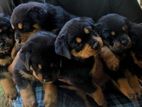 Rottweiler Puppies