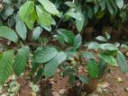 සාදික්කා ලොකු පැල