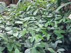 සාදික්කා පැල