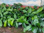 සාදික්කා පැල