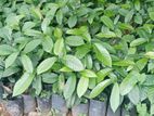 සාදික්කා පැල / Nutmeg plants