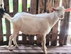 Saanam Goats - සාන්ම් එලුවෝ