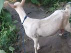 Saanan Goat Female