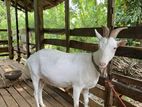 Saanan Female Goat