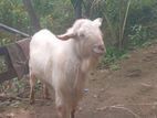 Male Goat